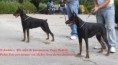 /album/exposiciones/dobermann-de-boramorena-en-expo-madrid-2010-007-jpg1/